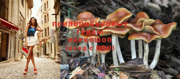 apvp Алексин